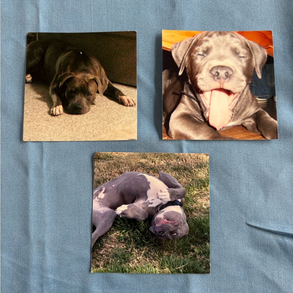 Vintage Kodak Pit Bull Photographs Dogs Silly Cute Nature Home Life Paws 🐾 Smile